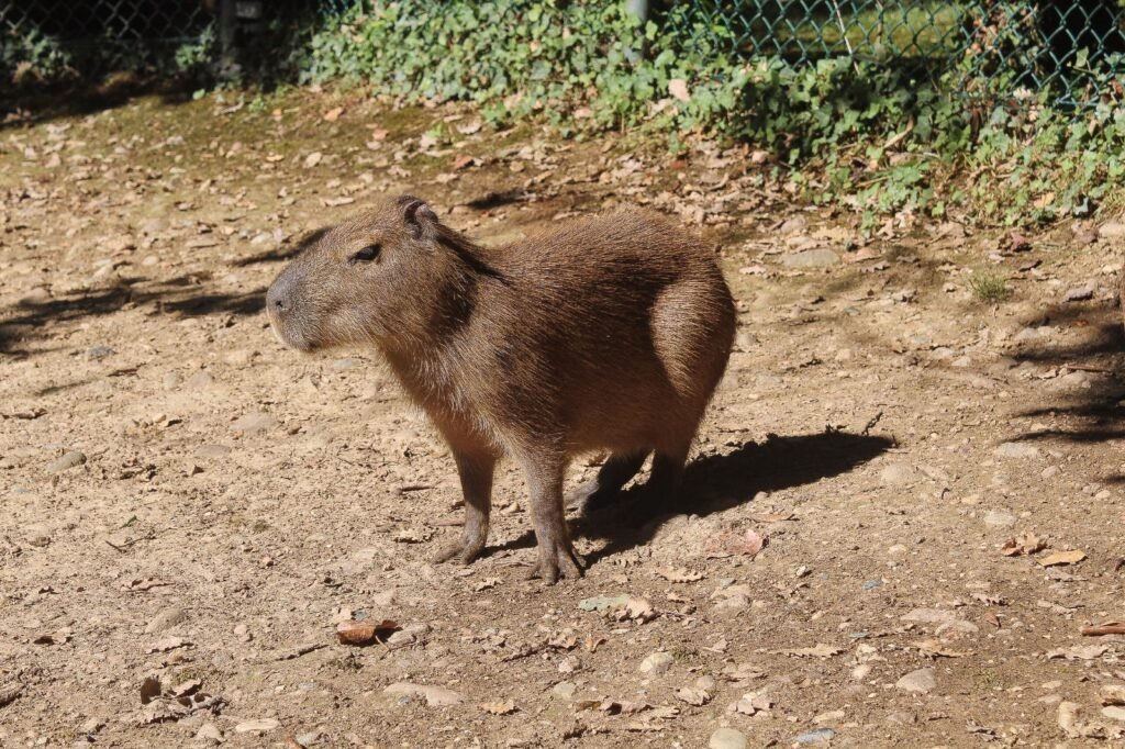 Capybaras Toulouse 