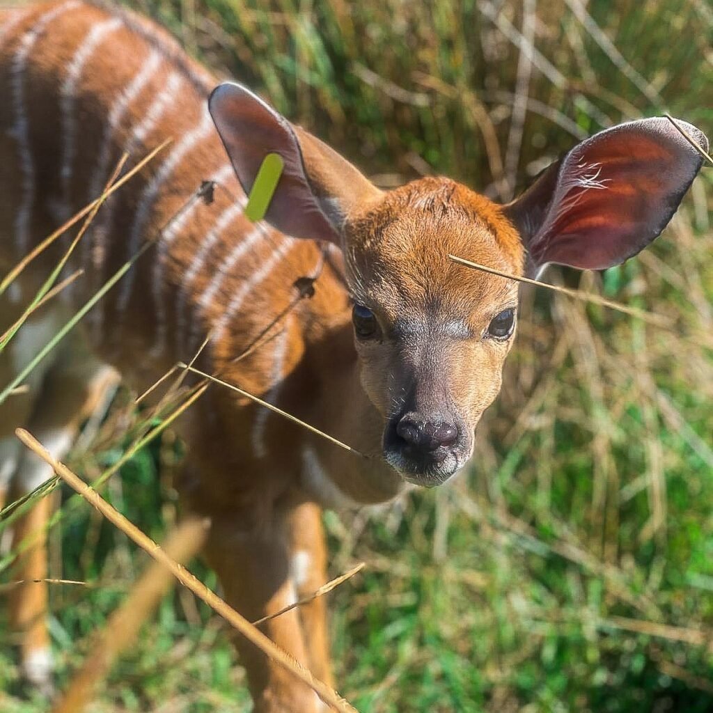Naissance Nyalas