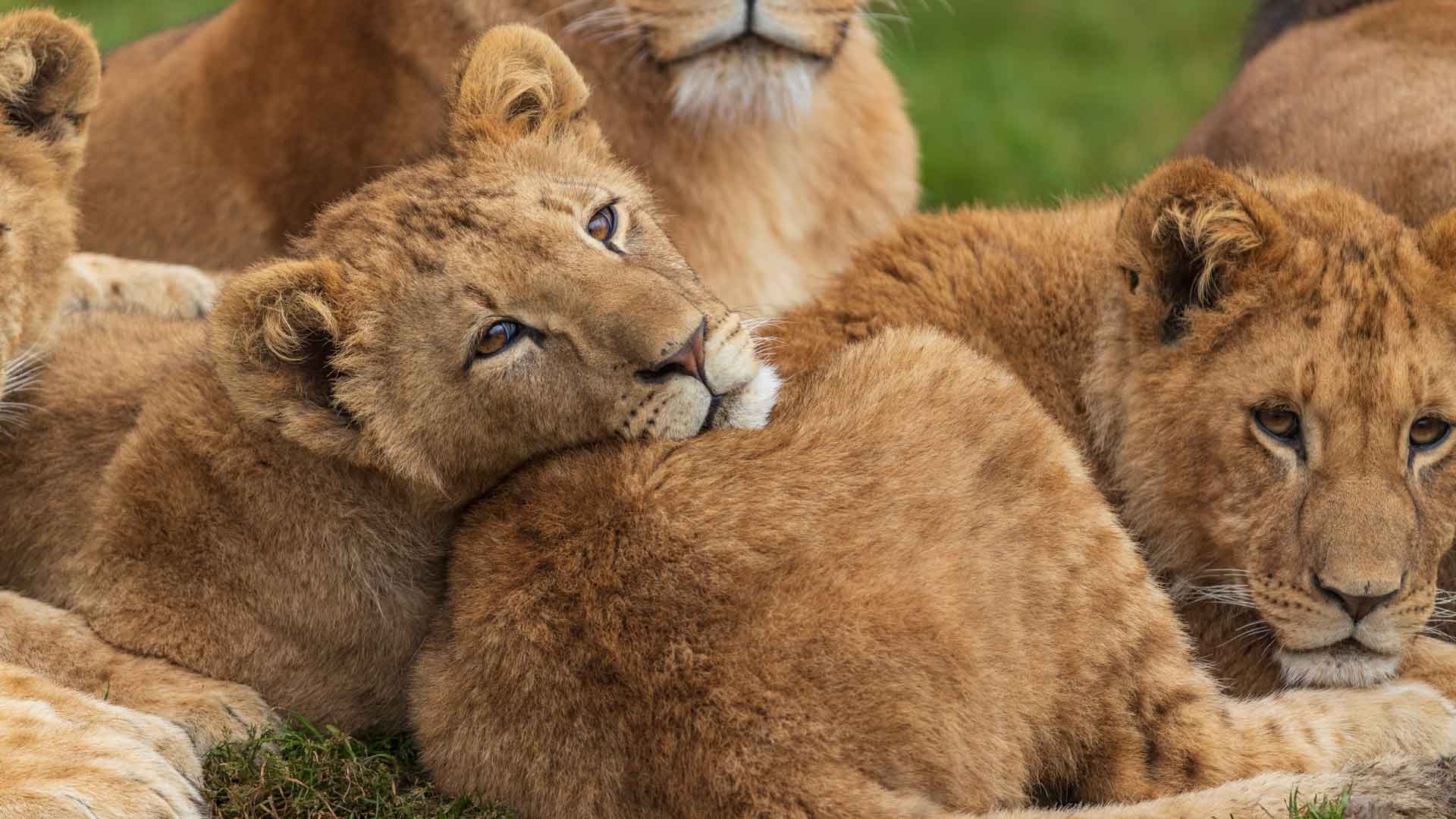 famille de lions
