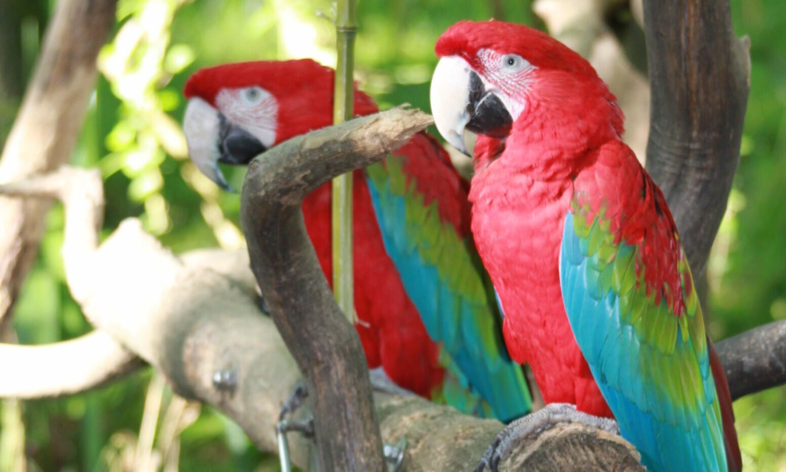 deux aras chloroptère sur une branche