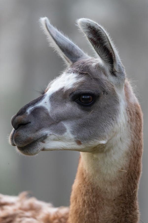 parc safari acheter billet