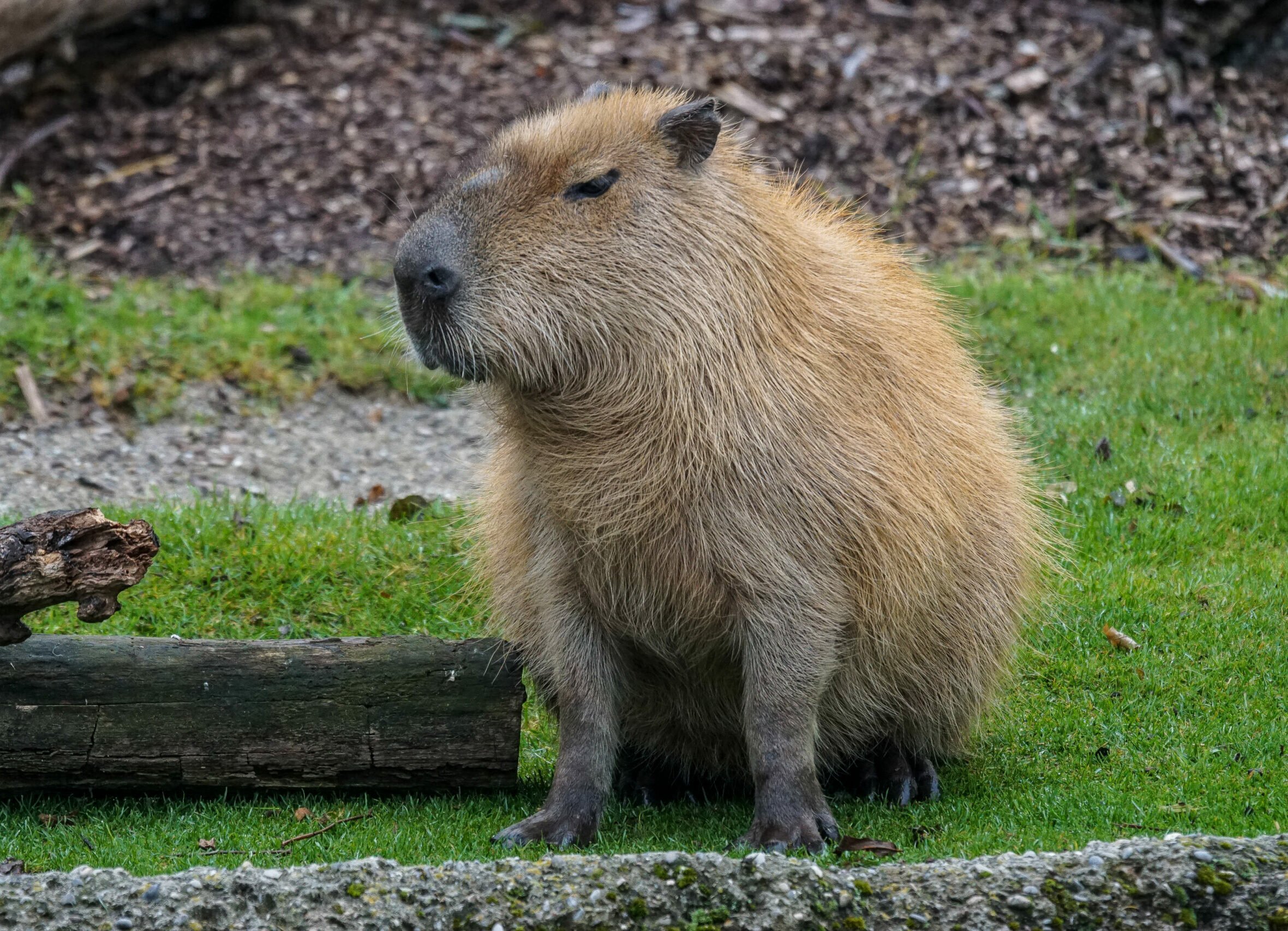 un capybara