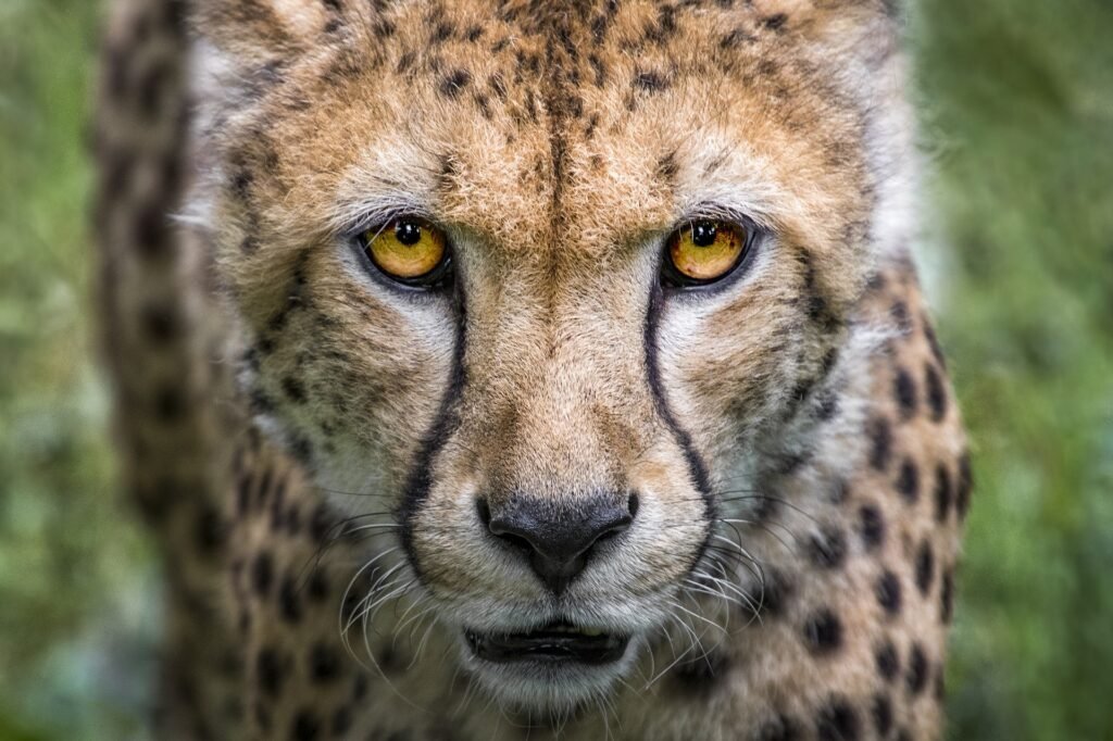 tres gros plan sur un guépard