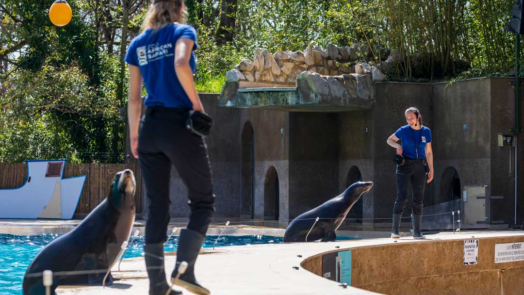 spectacle avec 2 otaries et 2 dresseuses