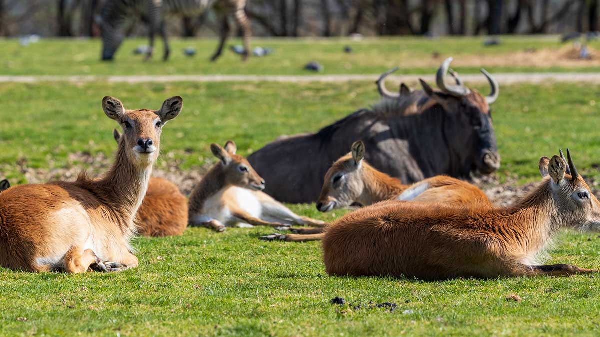 savane animaux couchés