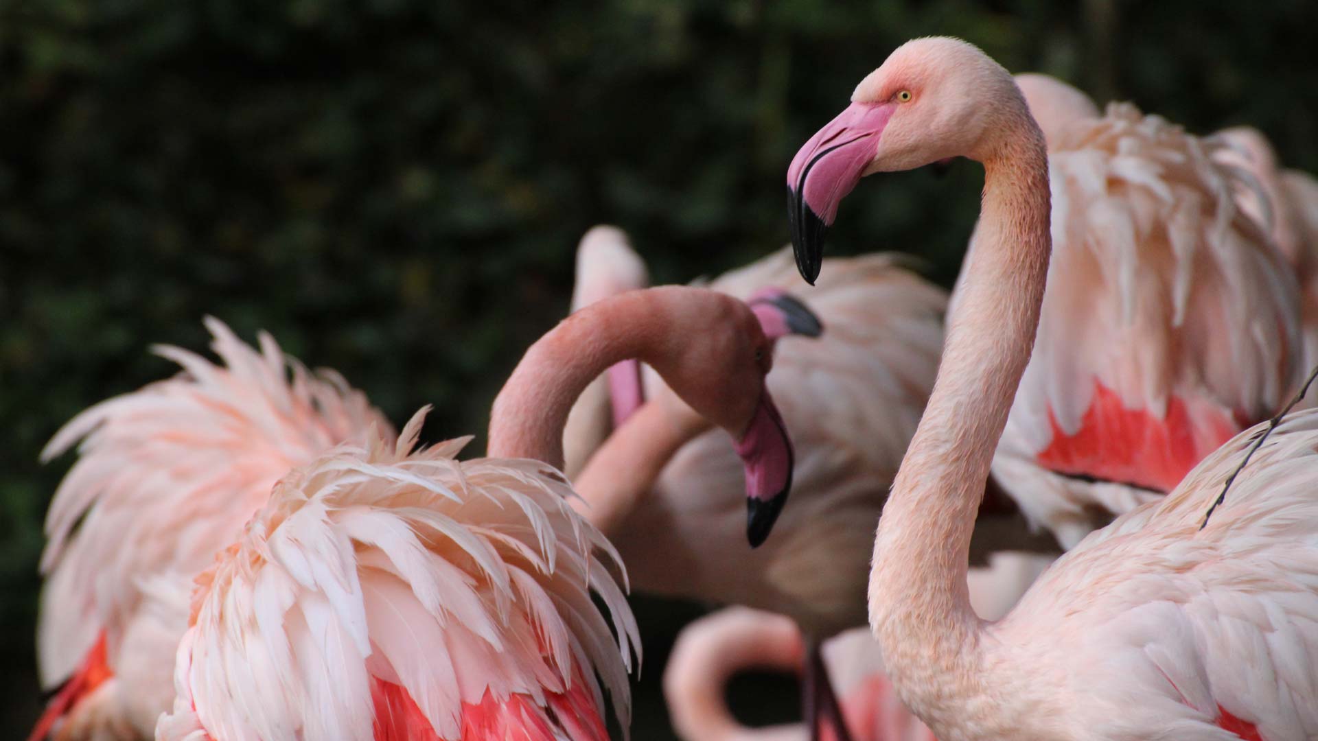 flamants roses