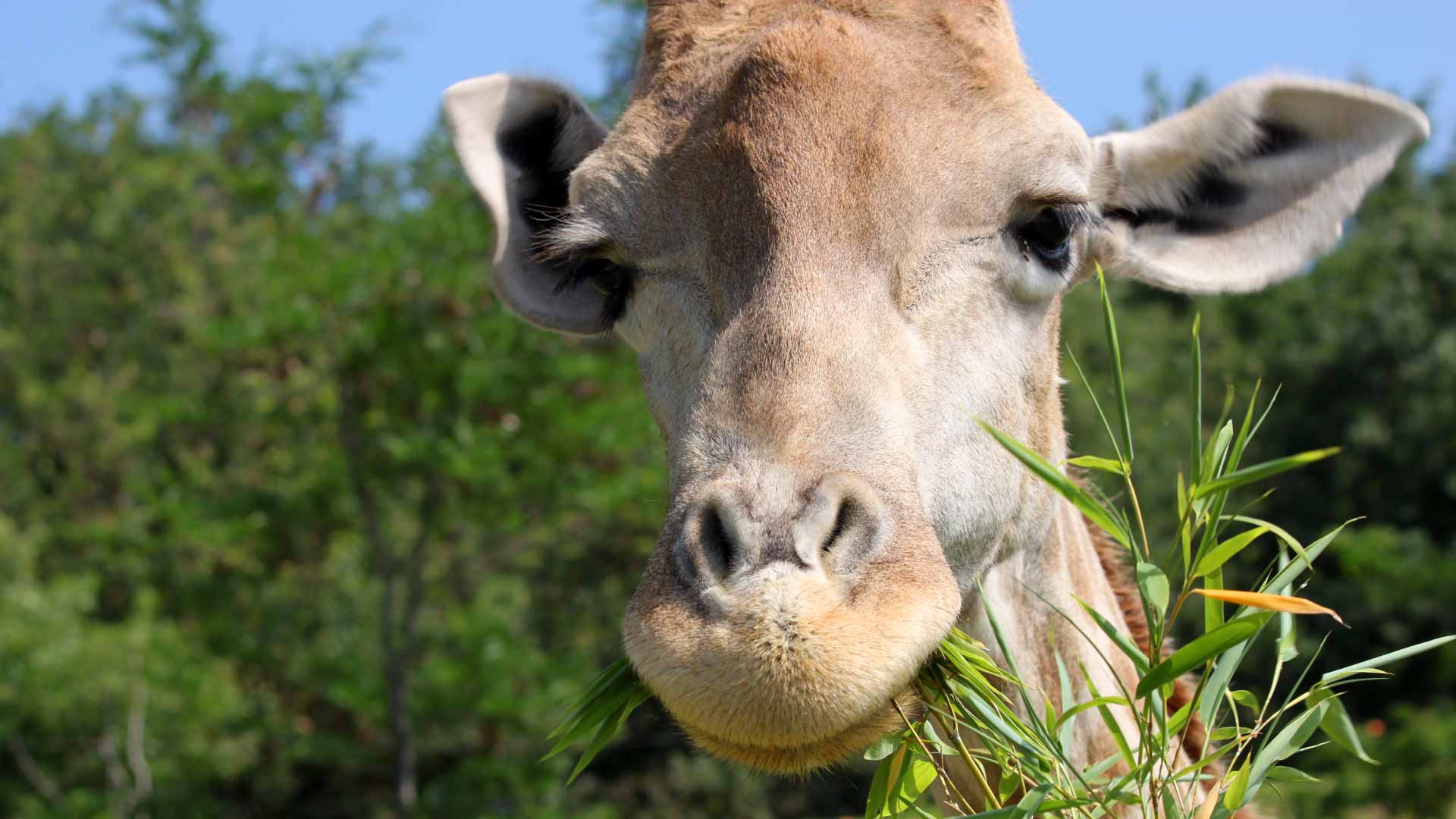 zoom girafe qui mange