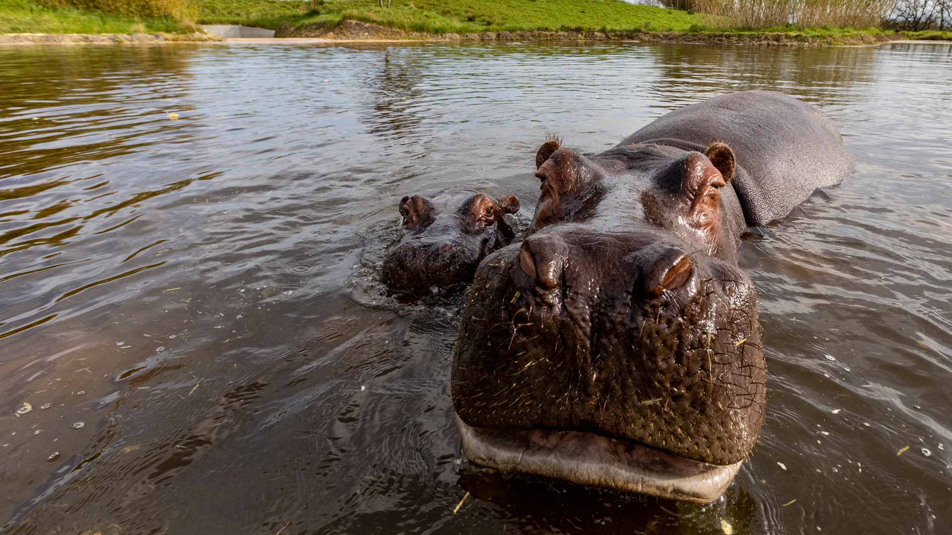 maman hippopotame dans l'eau avec son petit