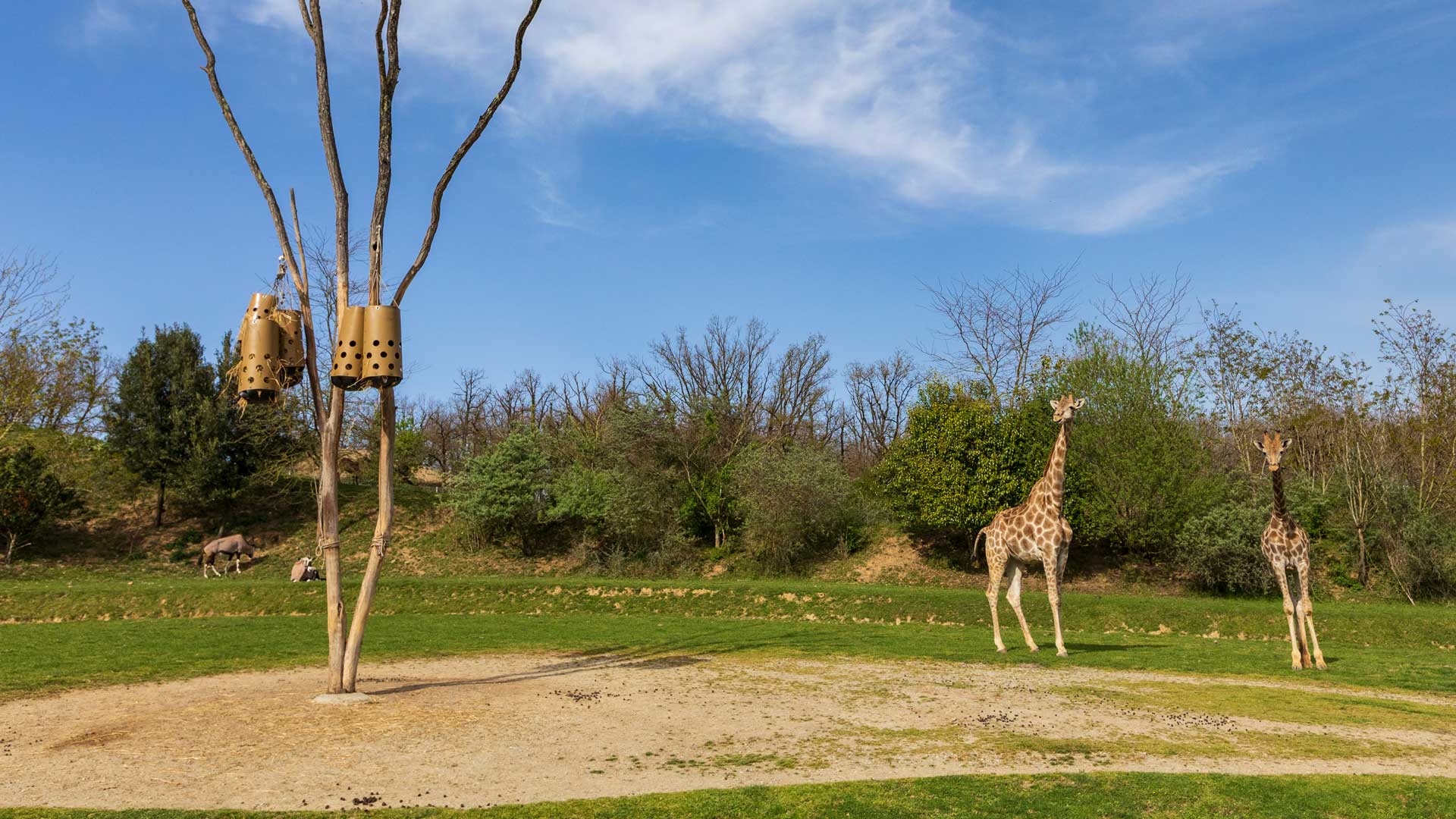 girafes dans leur espace naturel