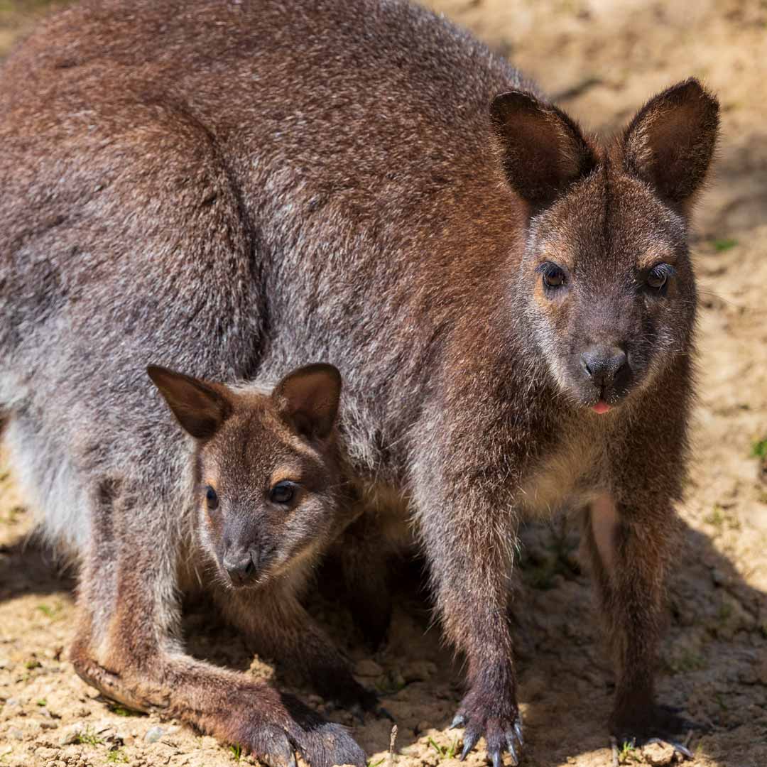 https://www.zoo-africansafari.com/wp-content/uploads/naissance-newsletter-1.jpg