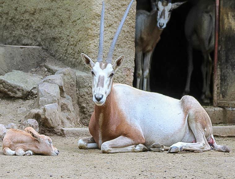 Oryx algazelle