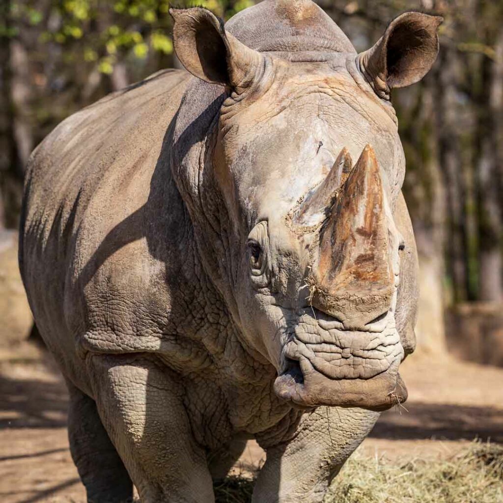 zoo african safari actu