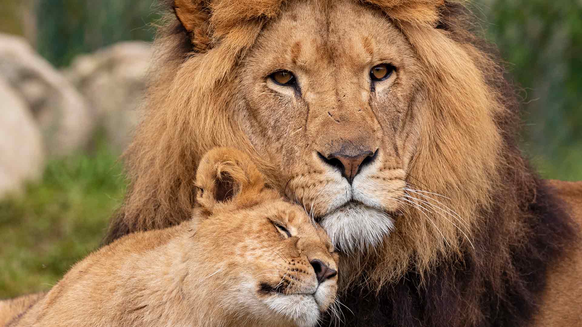 lions qui s'enlacent