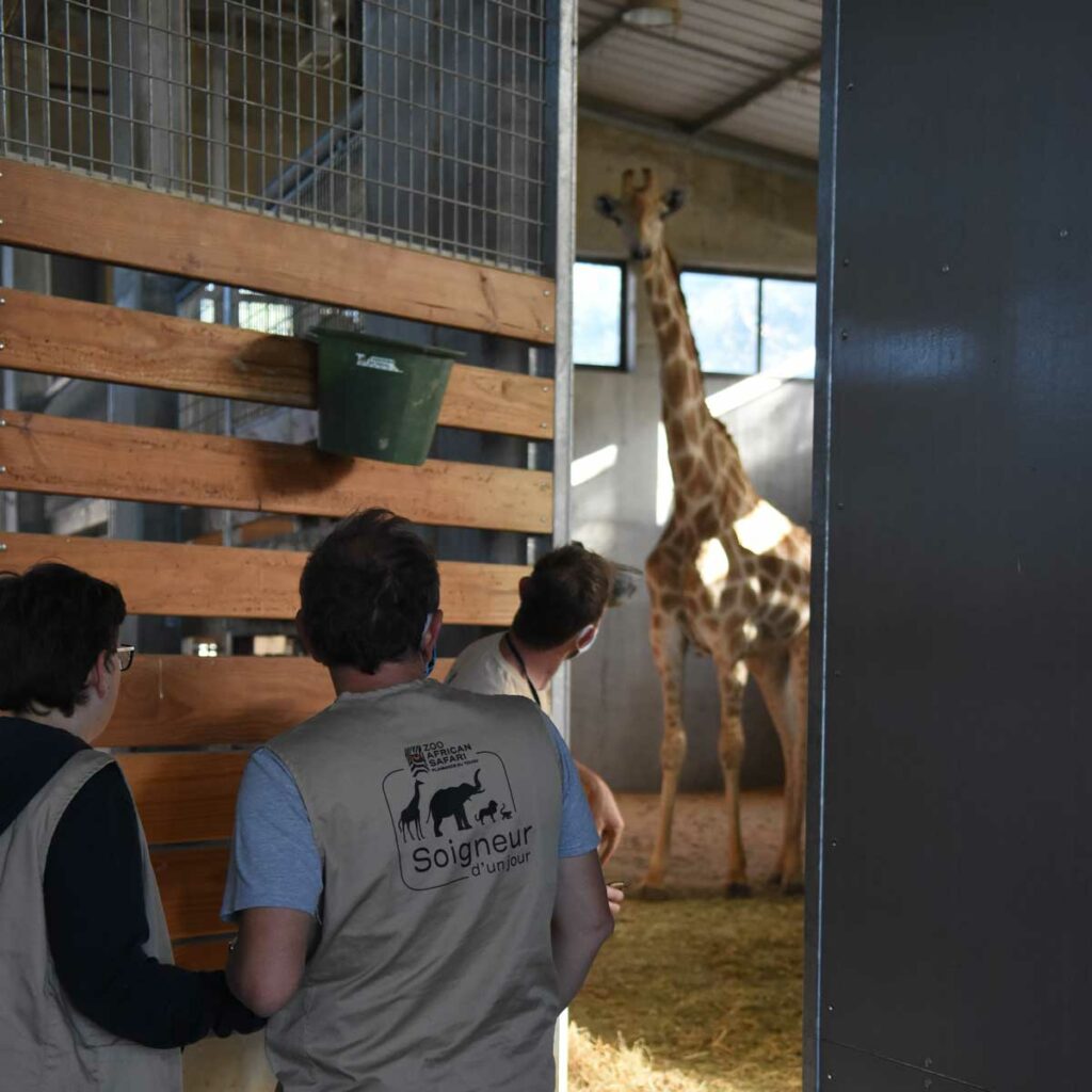 girafe dans son enclos avec spectateurs