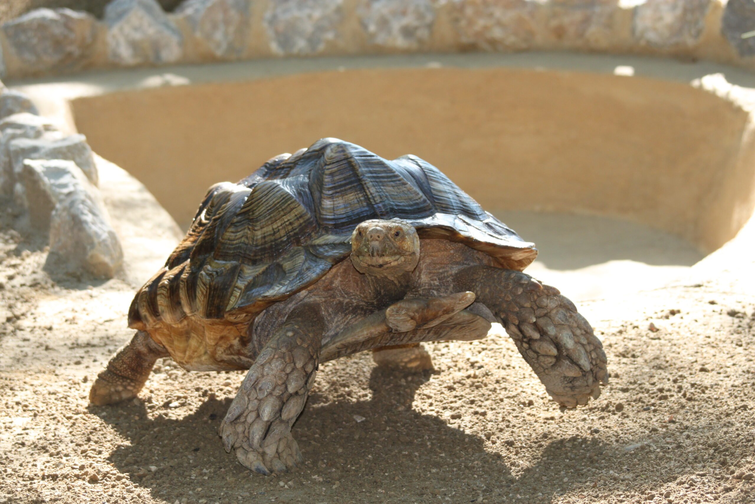 Tortue Sulcata