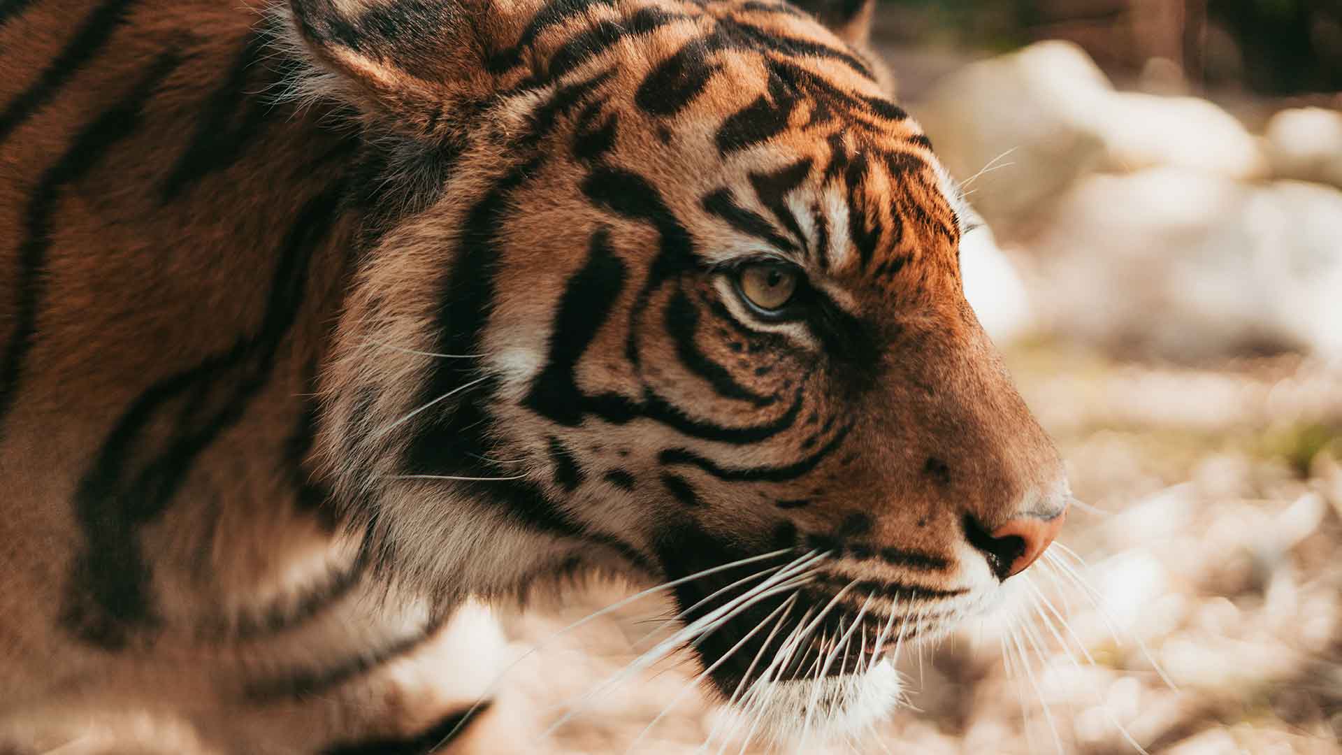 safari zoo toulouse