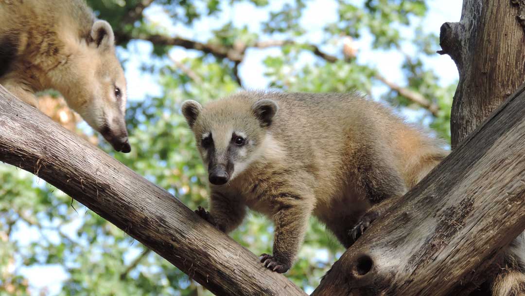 deux Coatis roux sur une branche