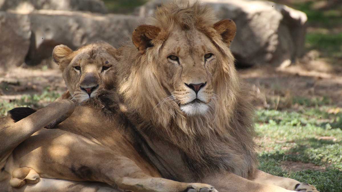 plaisance zoo african safari