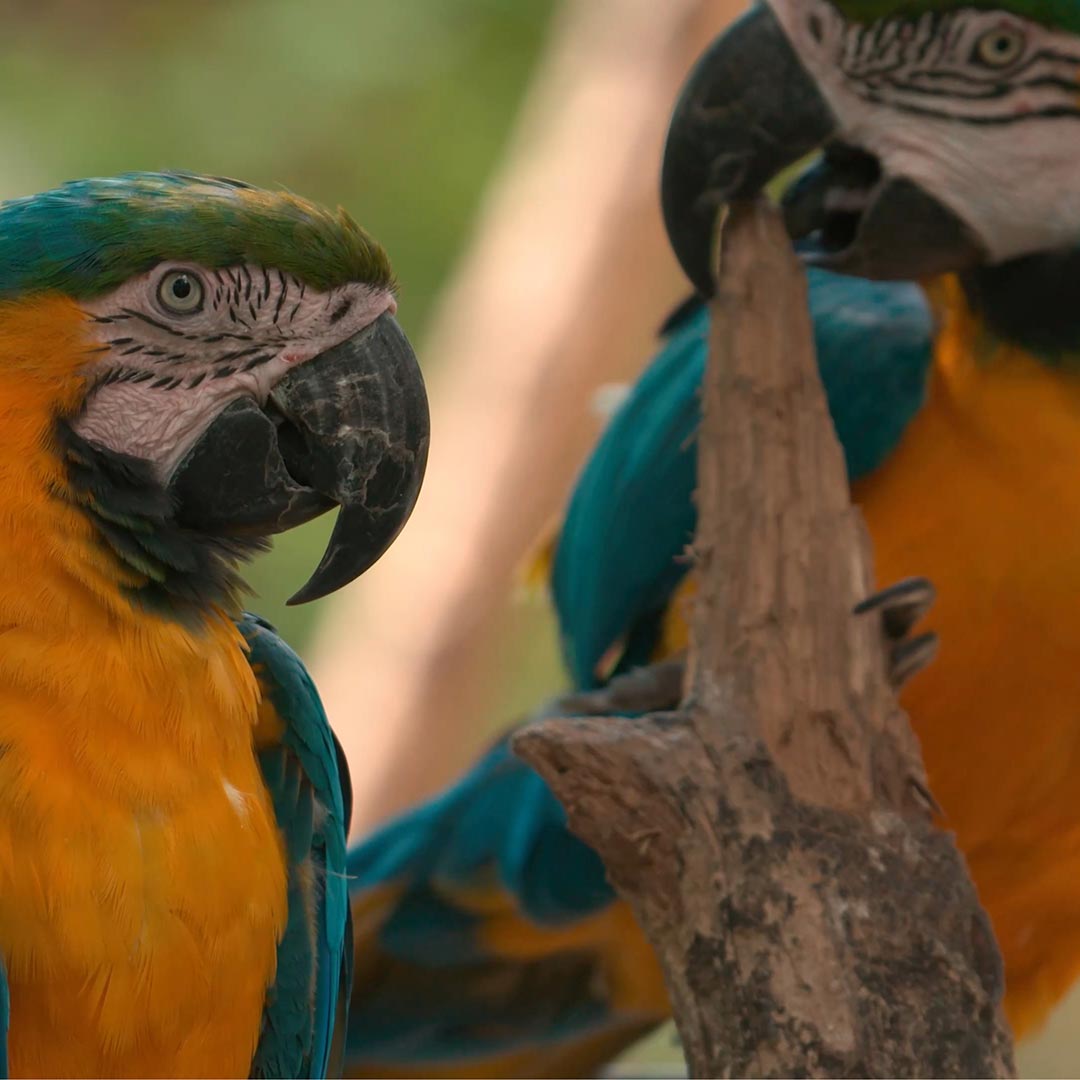 zoo-african-safari-horaires-et-tarifs