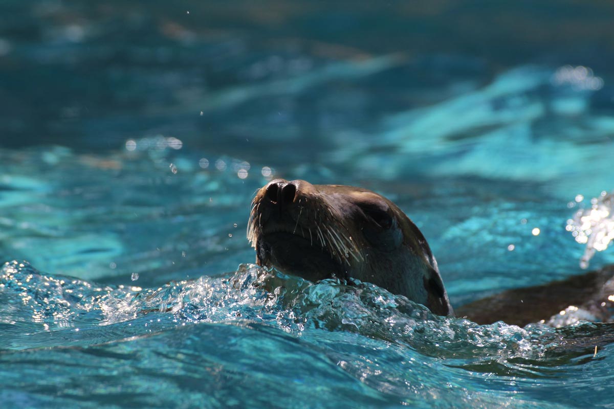 otarie qui nage dans l'eau