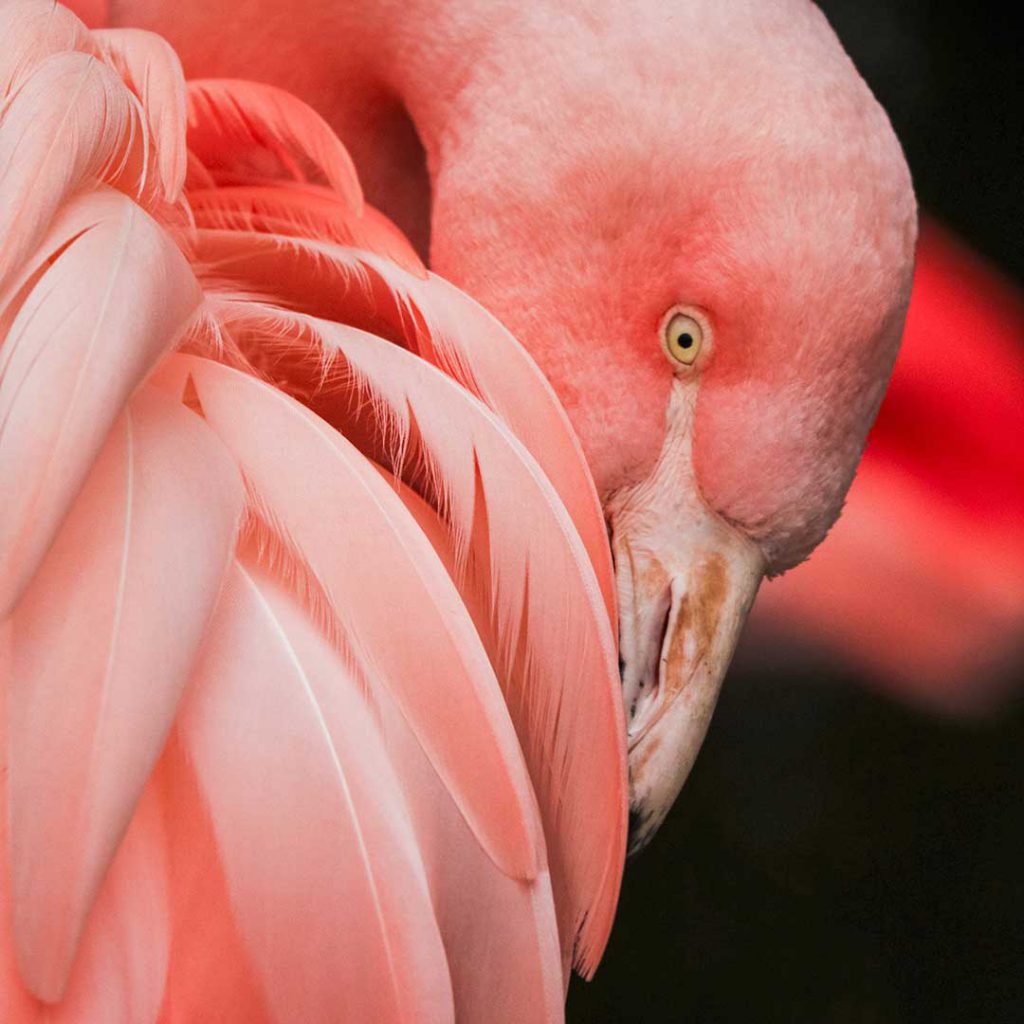 flamant rose